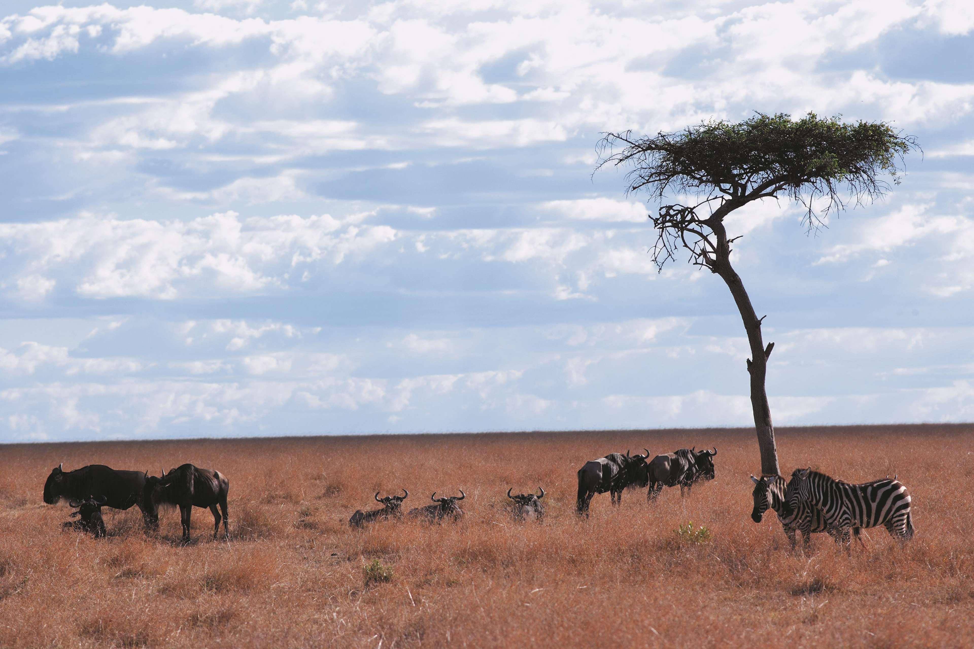 Fairmont Mara Safari Club Hotel Aitong Facilities photo